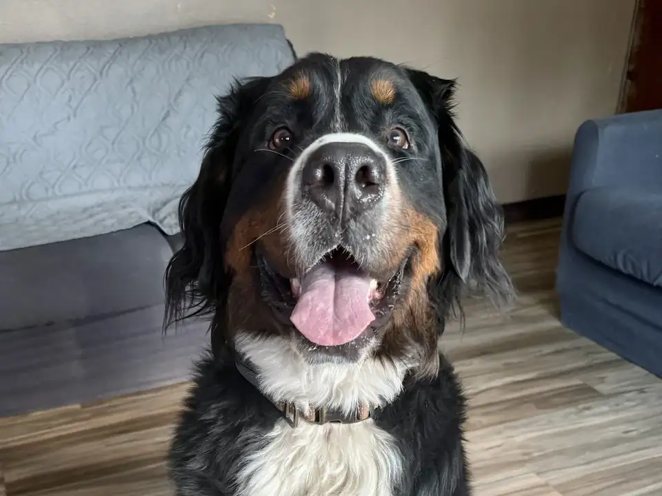 Bernese mountain dog sitting calmly at home, relaxed and content during separation anxiety dog training in Spokane