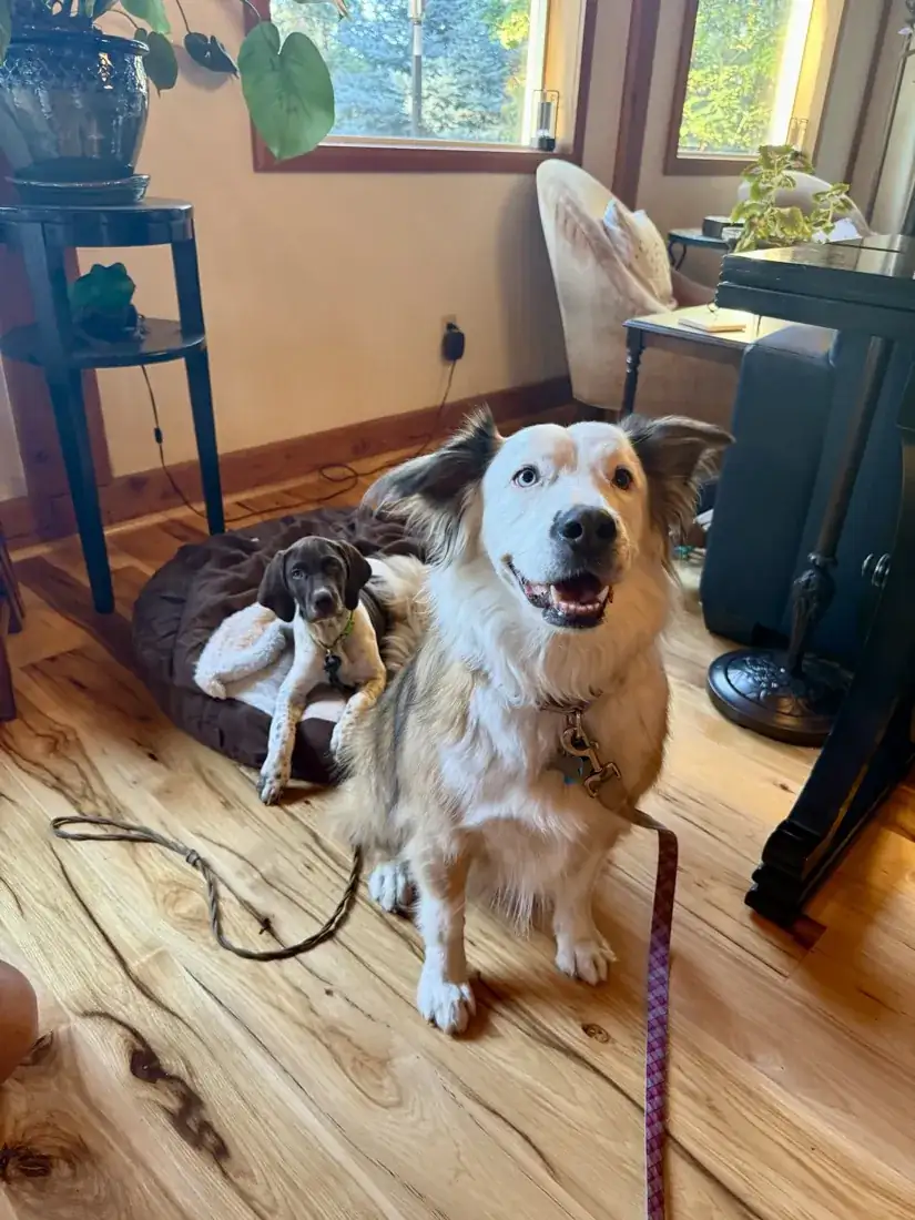 Separation Anxiety Training in Spokane WA