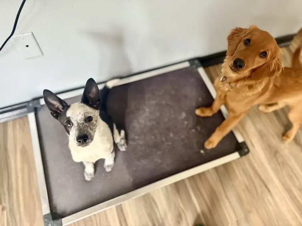 Two boarding dogs practicing a calm place command on a cot indoors near Spokane