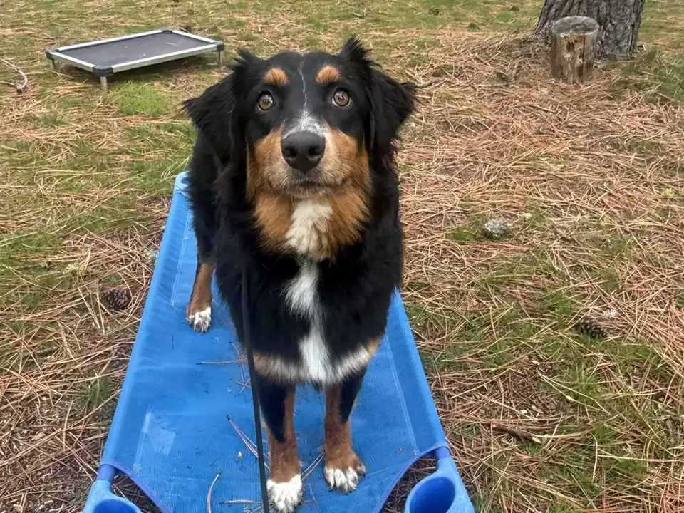 Australian Shepherd relaxing on a blue place cot during therapy dog training near Spokane
