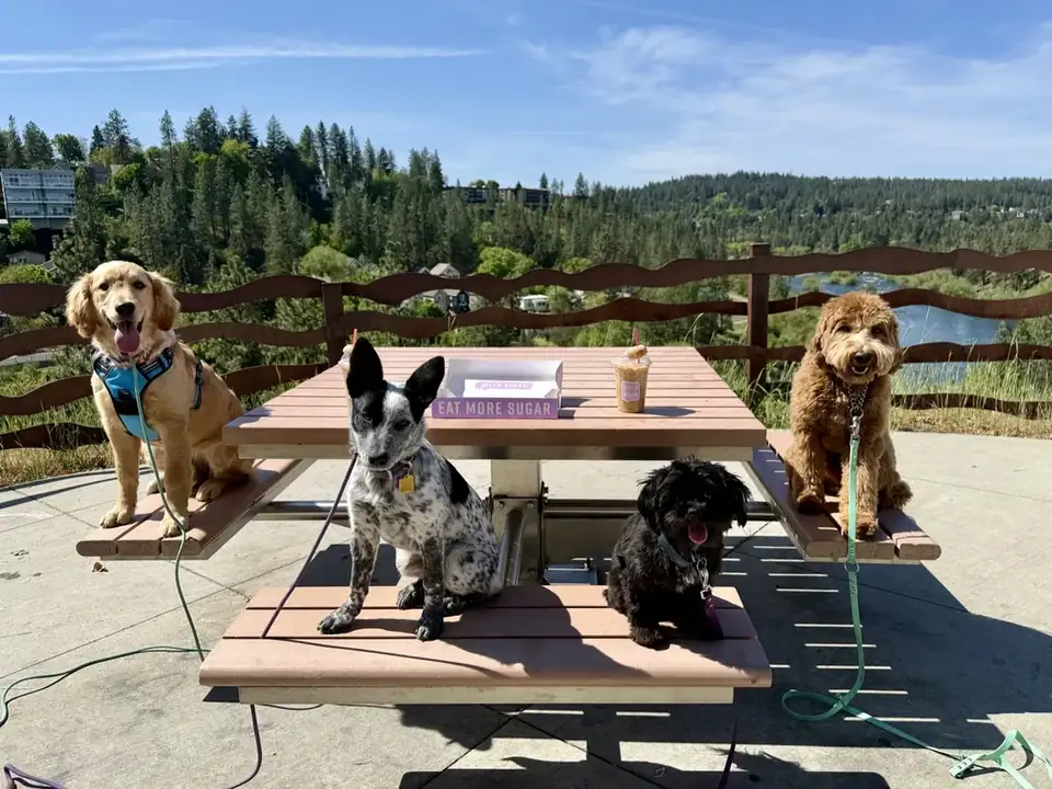 Four dogs sitting together at a picnic table overlook after group dog training in Spokane