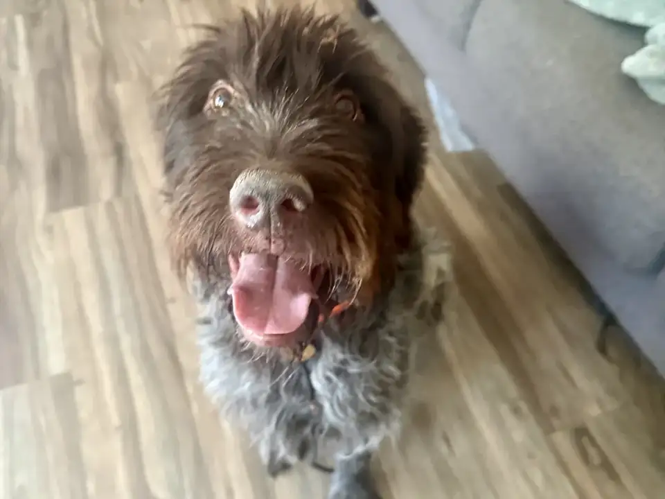 Wirehaired dog relaxing on a clean living room floor after house training in Spokane