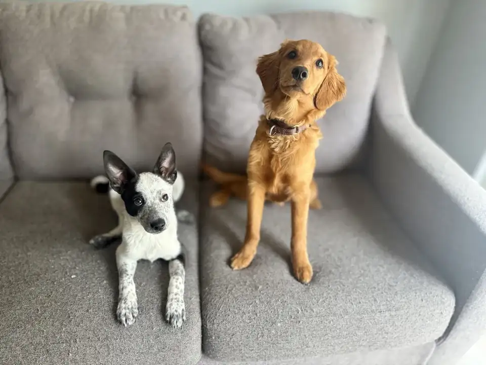 Two dogs relaxing on a living room couch, the calm at home that separation anxiety dog training in Spokane works toward