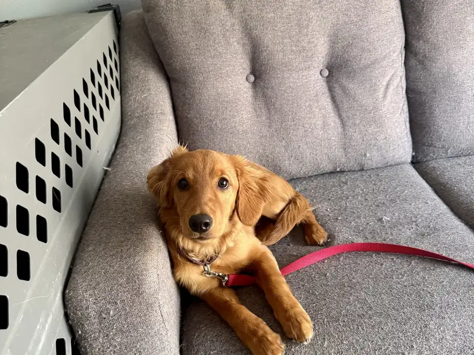Golden retriever puppy relaxing on a couch next to an open crate
