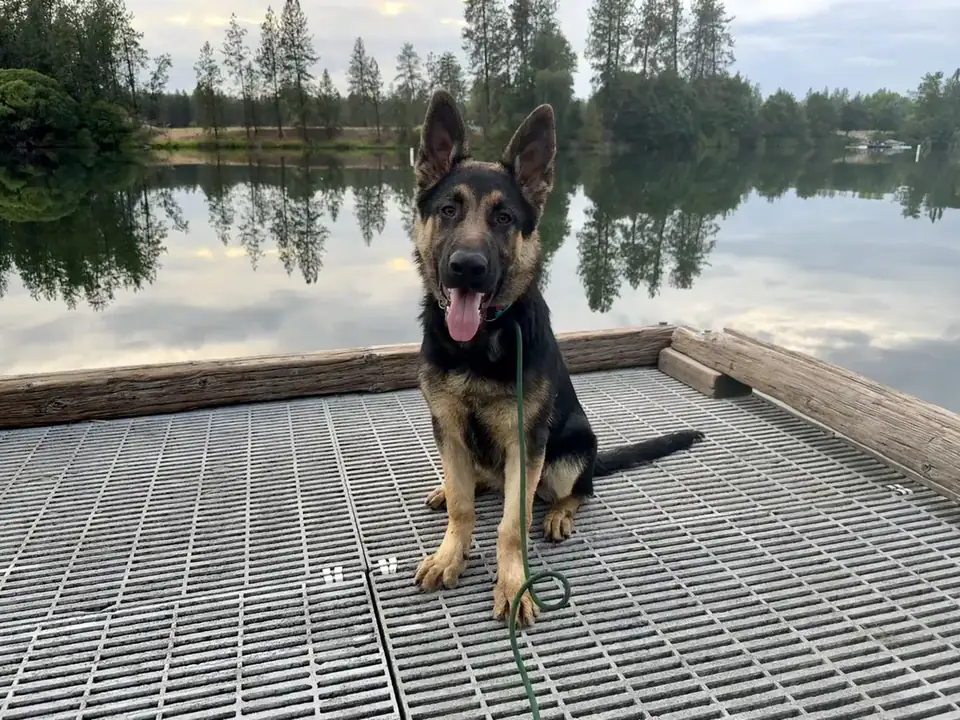 German shepherd puppy sitting calmly on a dock during puppy training near Spokane