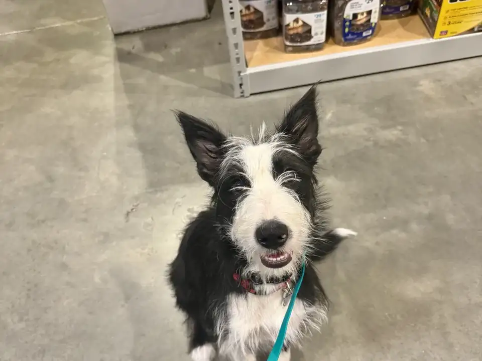 Border collie mix sitting calmly inside a store, practicing real-world reactive dog training in Spokane