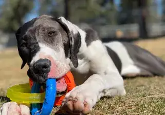 Great Dane puppy playing with a toy during puppy board and train near Spokane