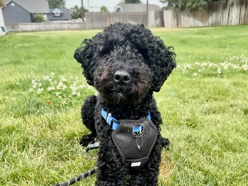 Potty Training in Spokane WA