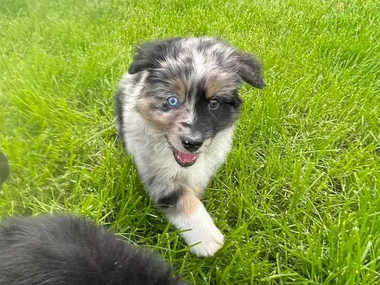 Puppy Training in Spokane WA