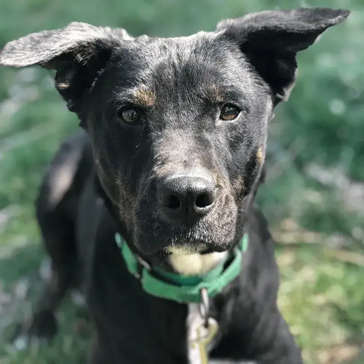 Close-up of a calm black dog after crate and separation anxiety training in Spokane