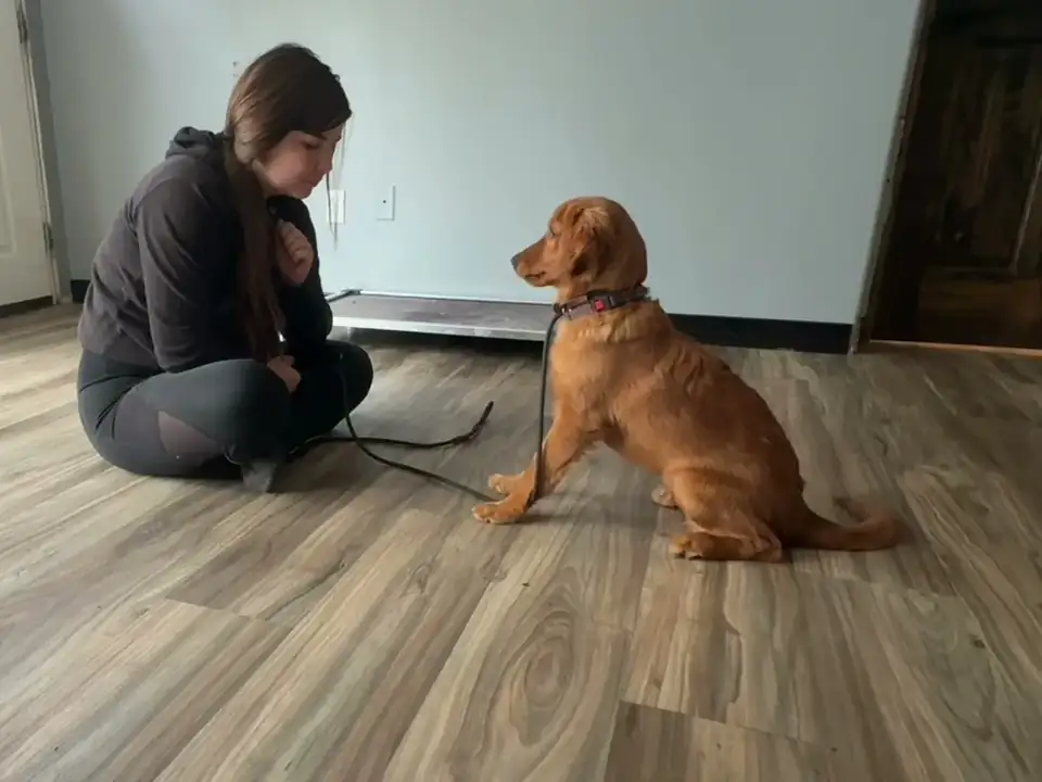 Shayla LaMonica teaching a golden retriever puppy a sit-stay