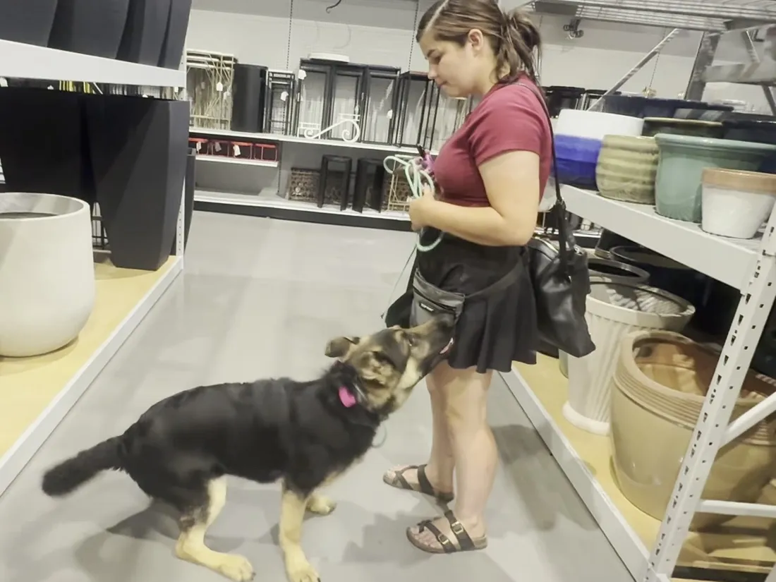 Shayla LaMonica training a German Shepherd puppy to heel in a busy Spokane store