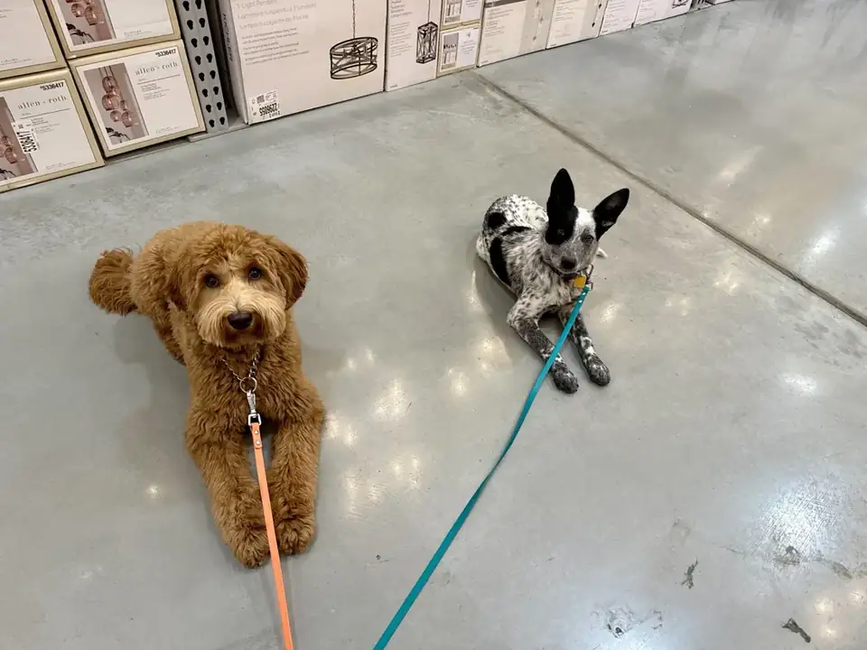 Doodle and cattle dog holding a down-stay on a busy store floor during dog obedience training in Spokane