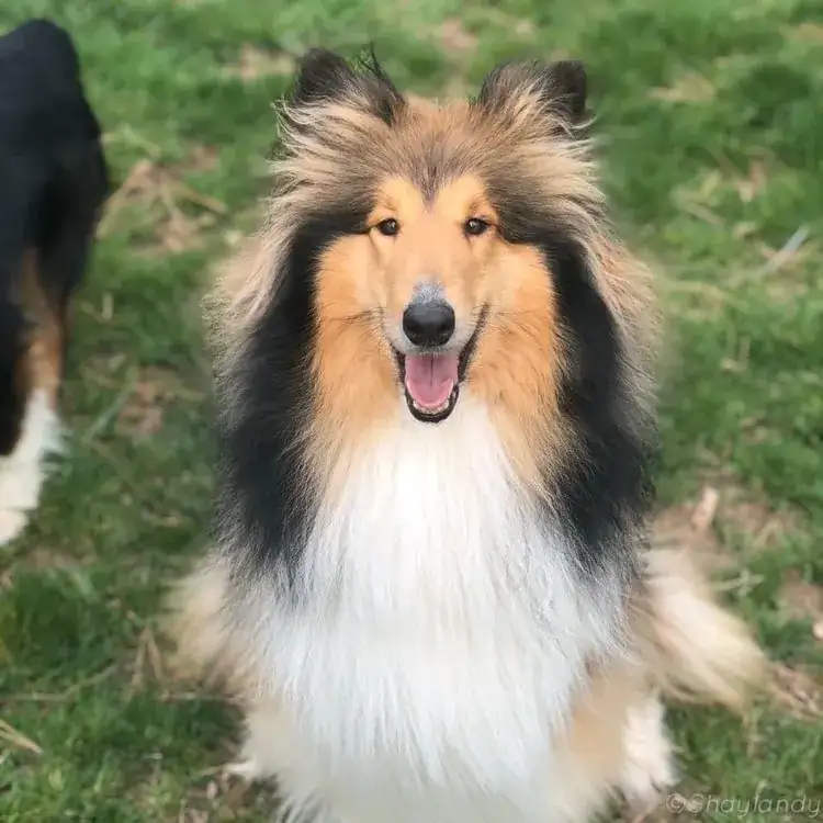 Therapy Dog Training in Spokane WA